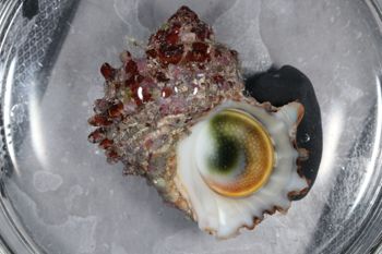 Media type: image;   Malacology 393771 Description: live specimen;